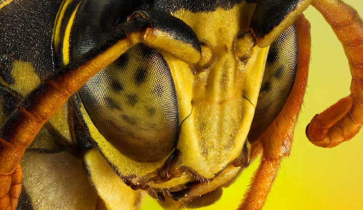 avispa foto macro avispa foto macro