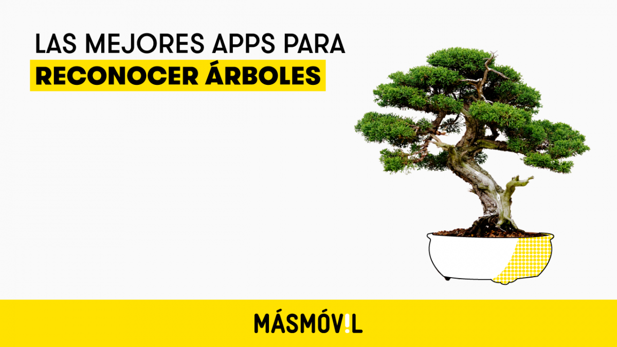 Las mejores apps para reconocer árboles con tu smartphone | MÁSMÓVIL