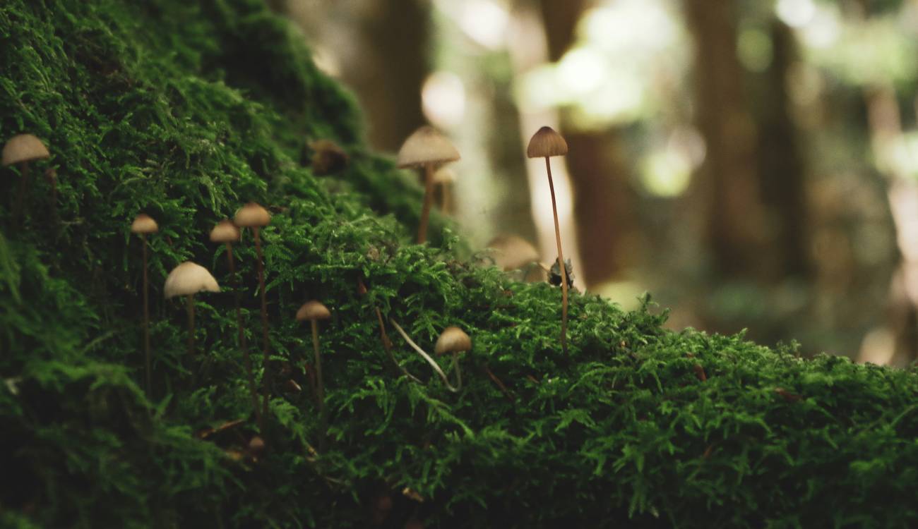 ecosistema empresarial