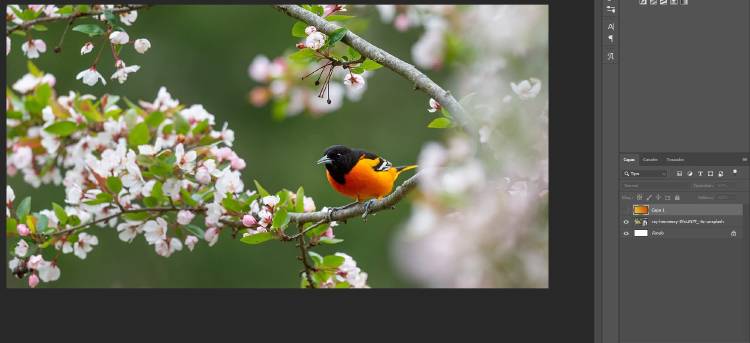 capas photoshop capas photoshop