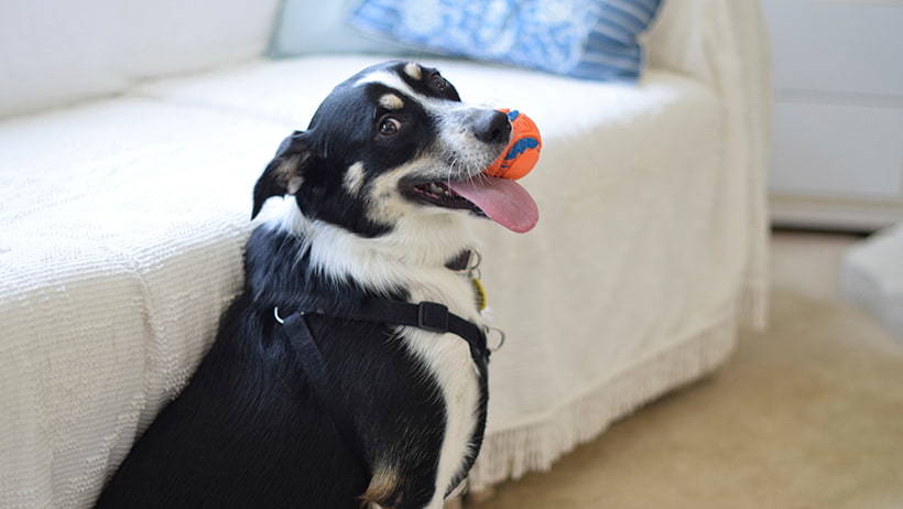jugar en casa confinamiento mascota perro