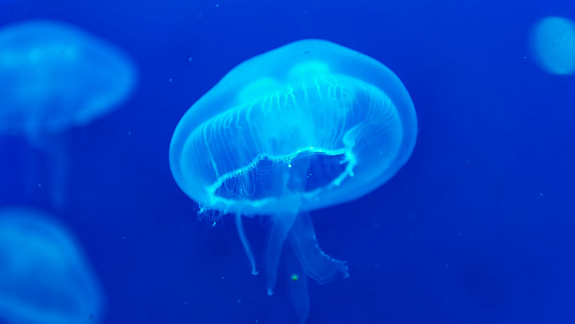 medusas app mar