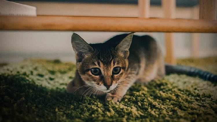 Juega al escondite con tu mascota Juega al escondite con tu mascota