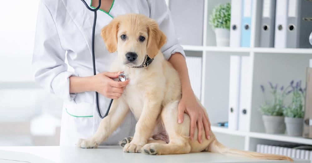 veterinario