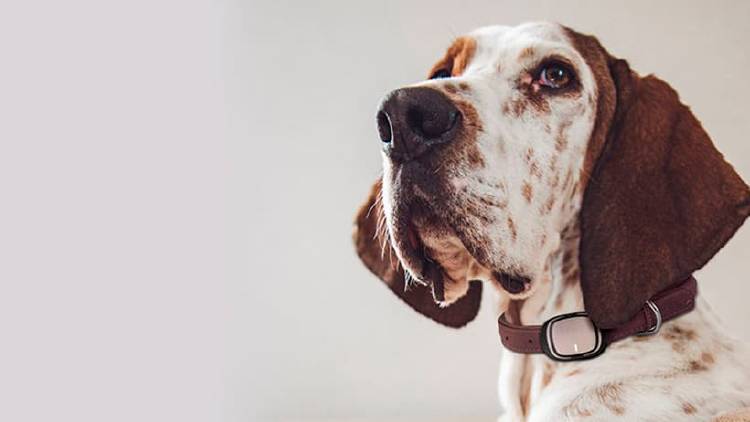 Localizador GPS mascotas Localizador GPS mascotas
