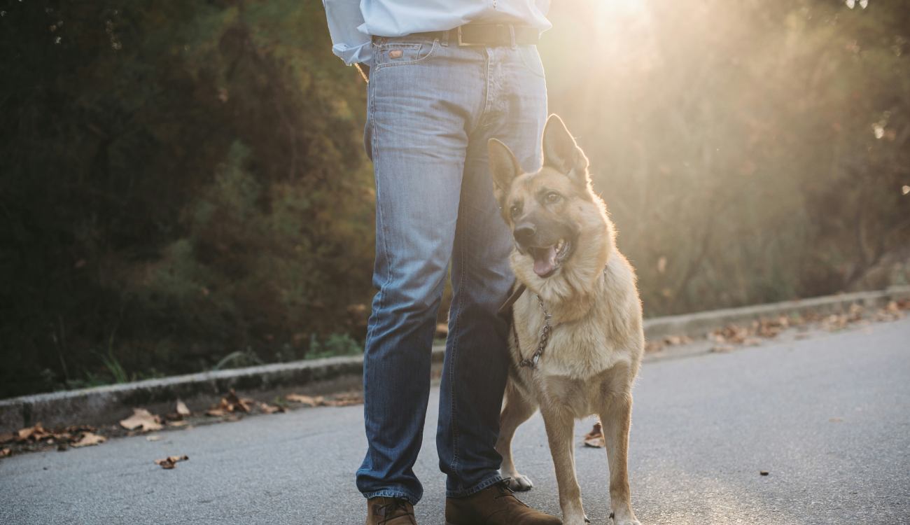 adiestrador canino