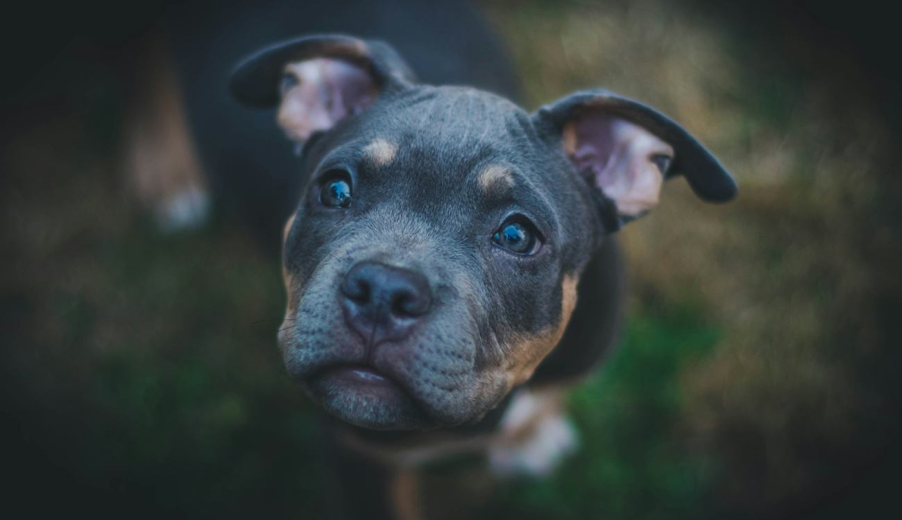 curso de adiestrador canino