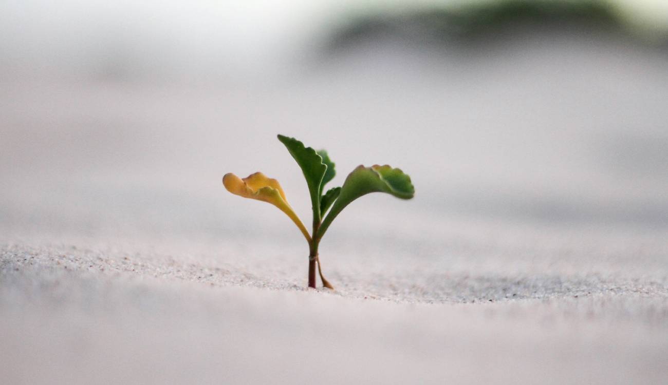 growth loops