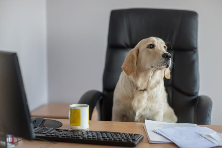 pet friendly pet friendly