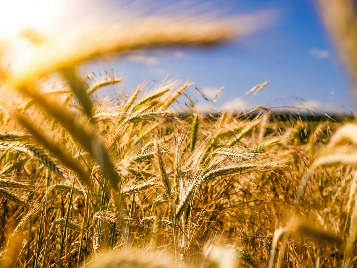 qué es la agricultura 4.0