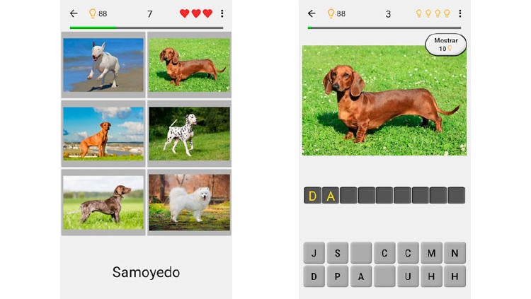 juego preguntas razas perro juego preguntas razas perro