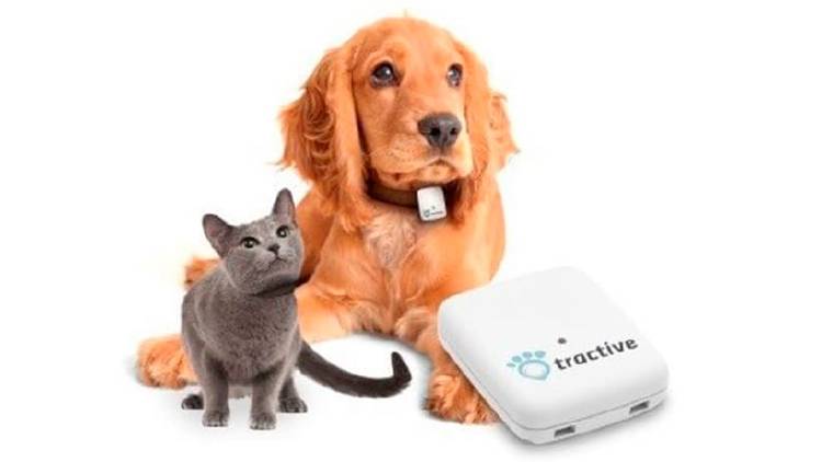 GPS animales GPS animales