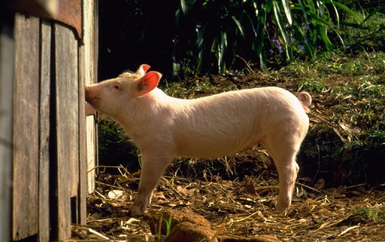 peliculas animales 1 peliculas animales