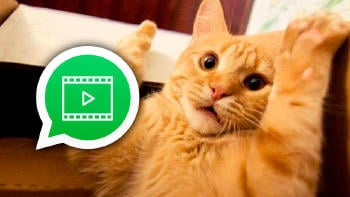 stickers movimiento memes whatsapp