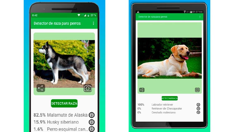 razas perro detector razas perro detector