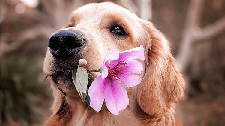 Actividades para divertirnos perro en casa con nuestras mascotas