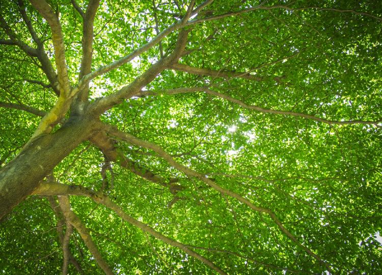 arboles arboles