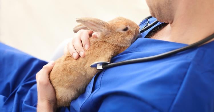 conejo veterinario conejo veterinario
