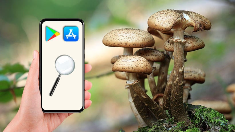 apps setas android iphone