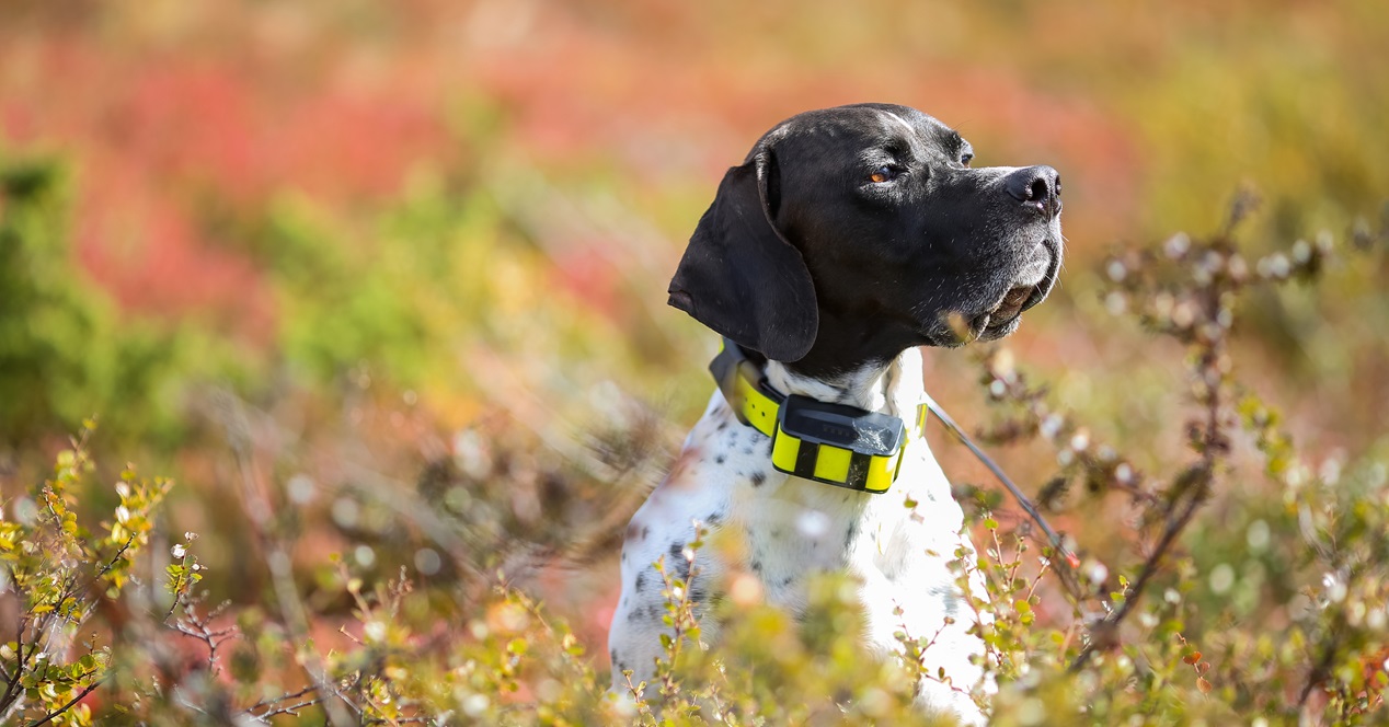 perro con un collar localizador