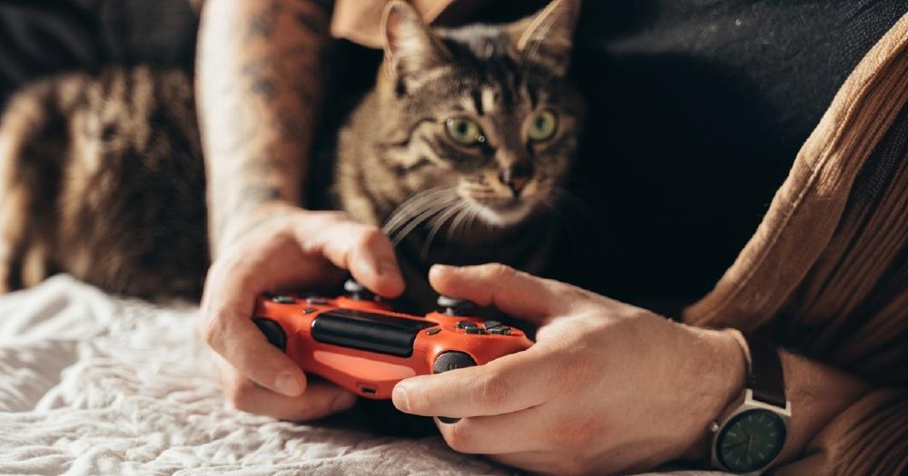 Gato y mando de consola