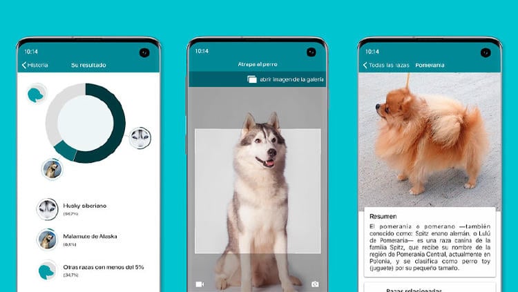 raza perro raza perro