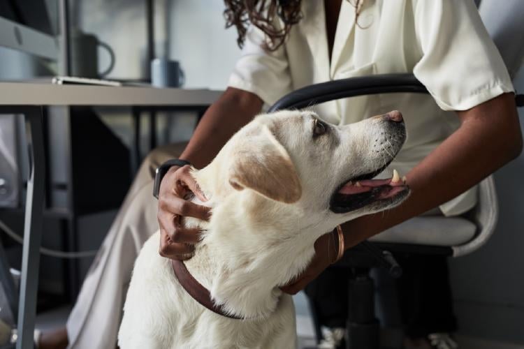 perro en la oficina