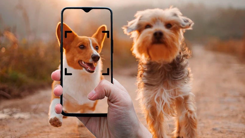 reconocer diferenciar razas perro movil