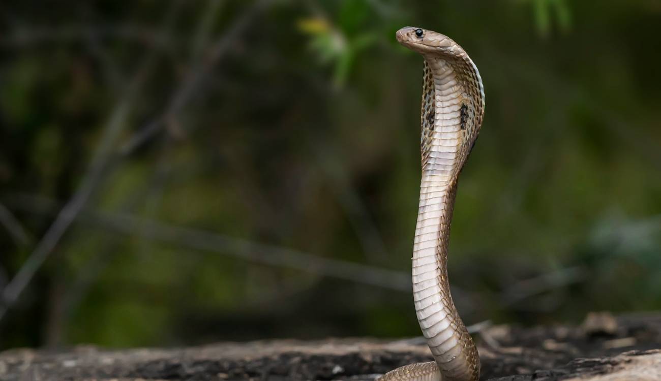 efecto cobra negocios